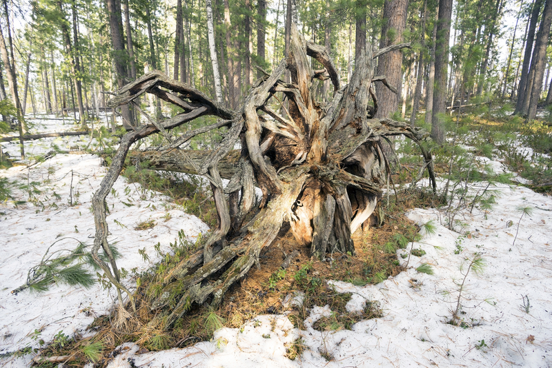 Imagen: Árbol caído en la taiga. Aleksei M. / Shutterstock